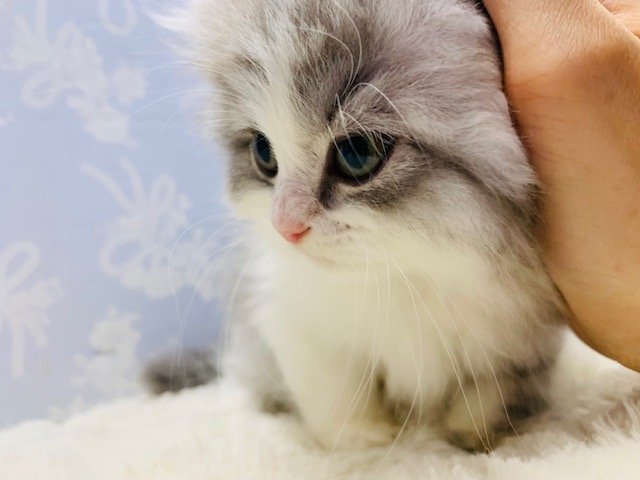 スコティッシュフォールド