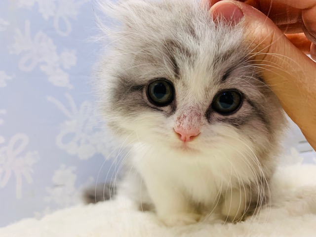 スコティッシュフォールド