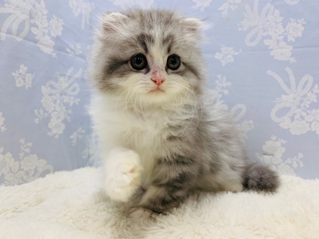 スコティッシュフォールド