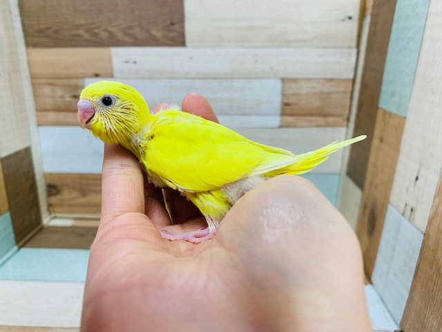 セキセイインコ