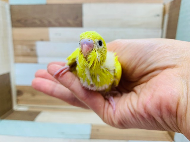 セキセイインコ