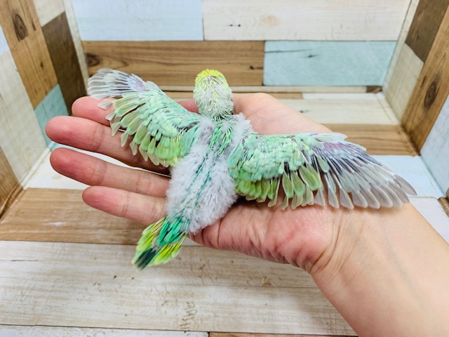 セキセイインコ