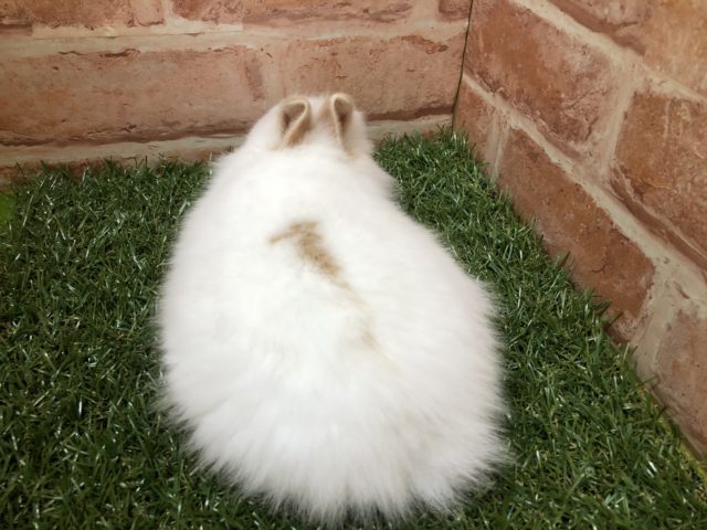 ライオンラビット