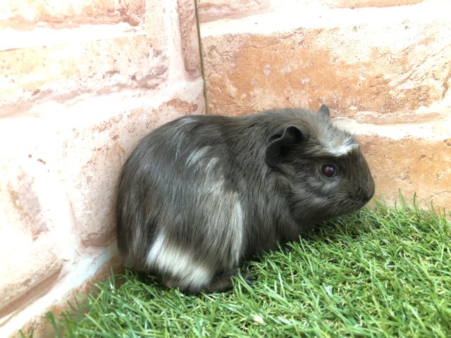 クレステッドモルモット