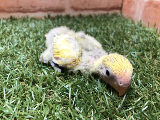 コザクラインコ（小桜インコ）