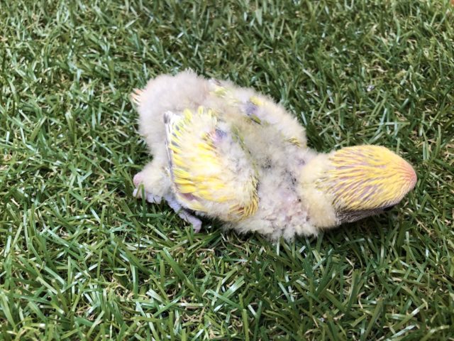 コザクラインコ（小桜インコ）