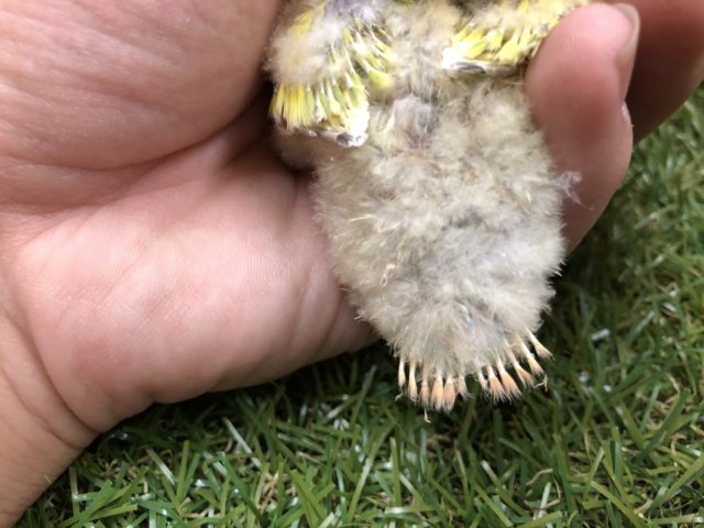 コザクラインコ（小桜インコ）