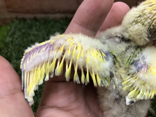 コザクラインコ（小桜インコ）