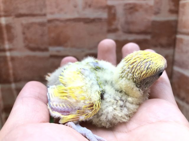 コザクラインコ（小桜インコ）