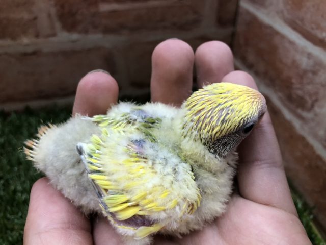 コザクラインコ（小桜インコ）