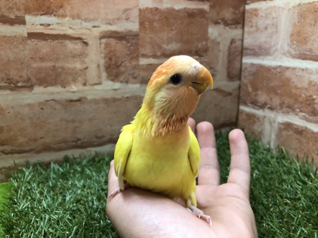 コザクラインコ（小桜インコ）