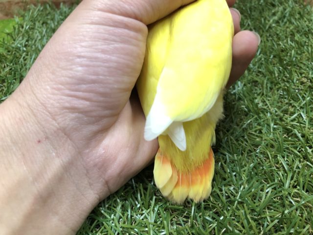 コザクラインコ（小桜インコ）