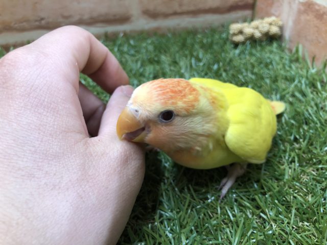 コザクラインコ（小桜インコ）