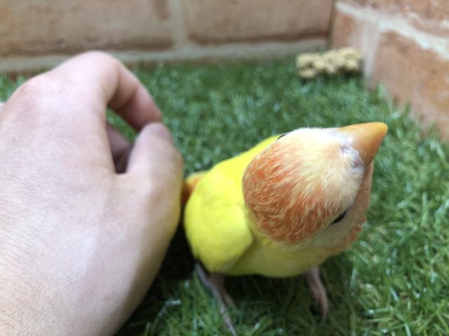 コザクラインコ（小桜インコ）