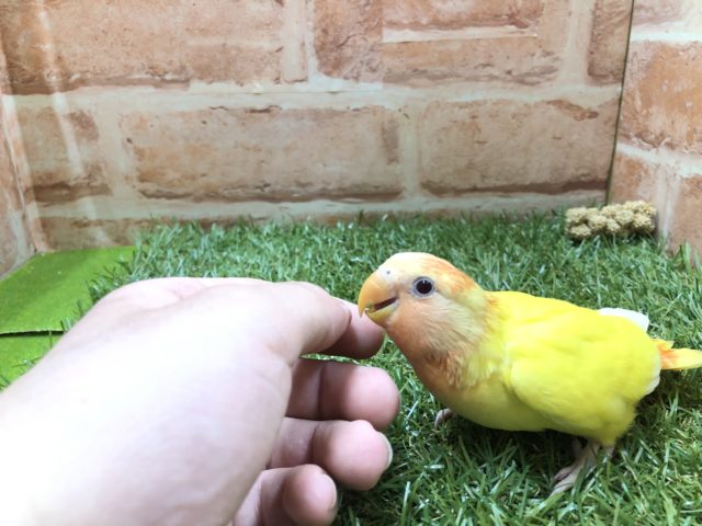 コザクラインコ（小桜インコ）