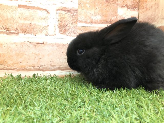 ロップイヤーラビット