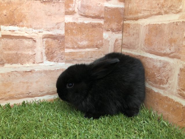 ロップイヤーラビット