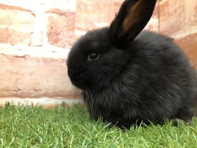 ロップイヤーラビット