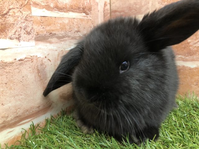 ロップイヤーラビット