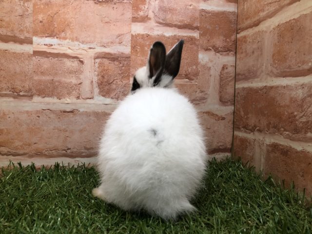 ミニウサギ
