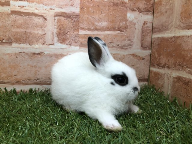 ミニウサギ