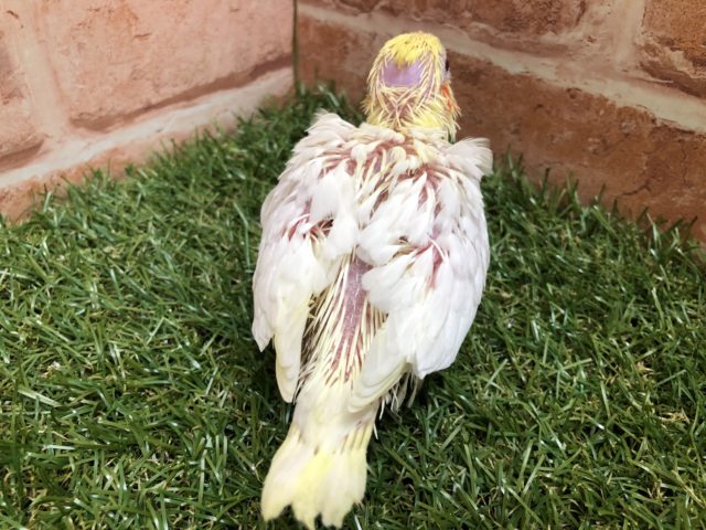 オカメインコ