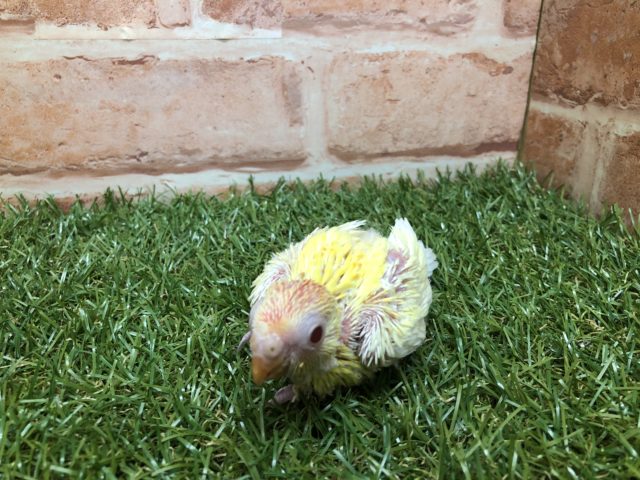 ビセイインコ（美声インコ）