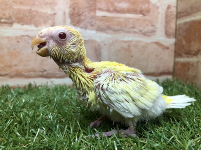 ビセイインコ（美声インコ）