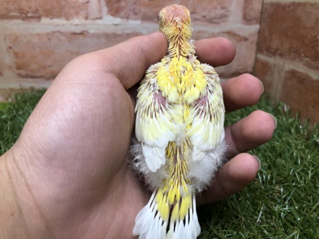 ビセイインコ（美声インコ）