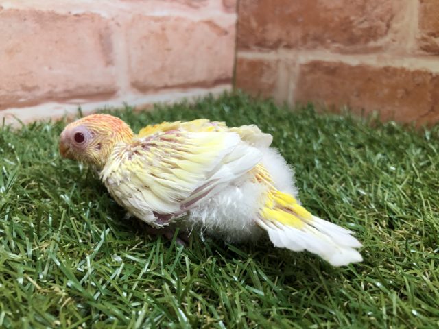 ビセイインコ（美声インコ）