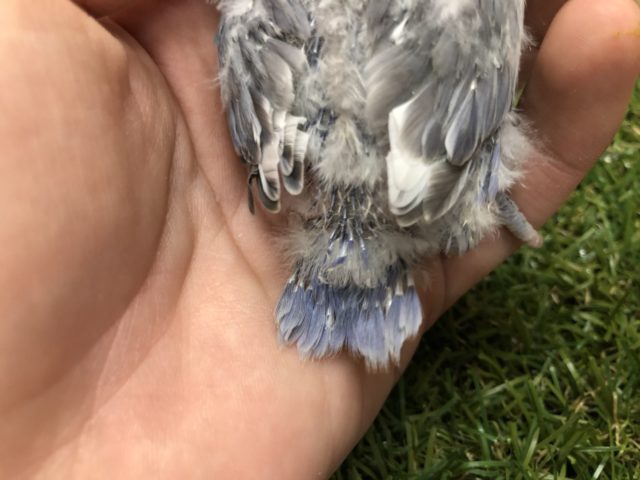 コザクラインコ（小桜インコ）