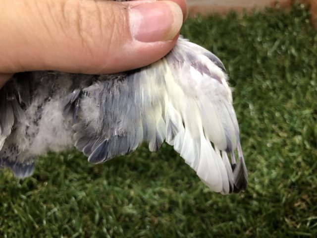 コザクラインコ（小桜インコ）