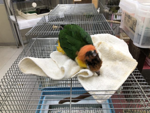 シロハラインコ