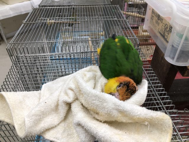 シロハラインコ
