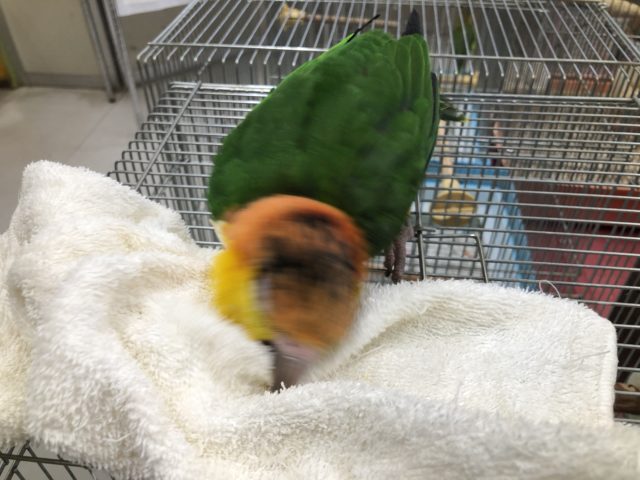 シロハラインコ? 9/10撮影 シロハラインコ
