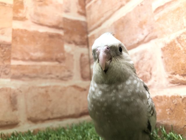 オカメインコ