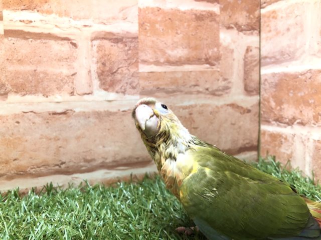 ホオミドリウロコインコ