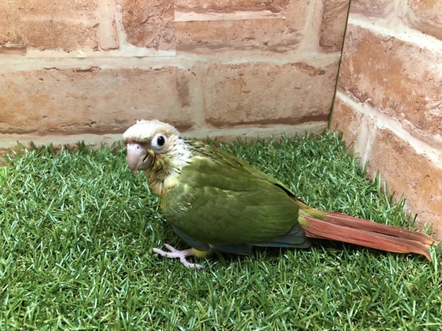 ホオミドリウロコインコ