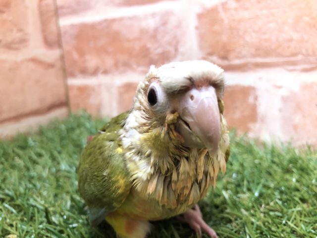 ホオミドリウロコインコ