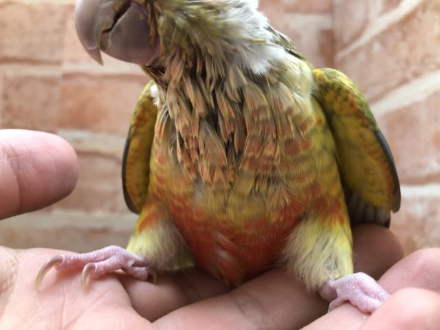 ホオミドリウロコインコ