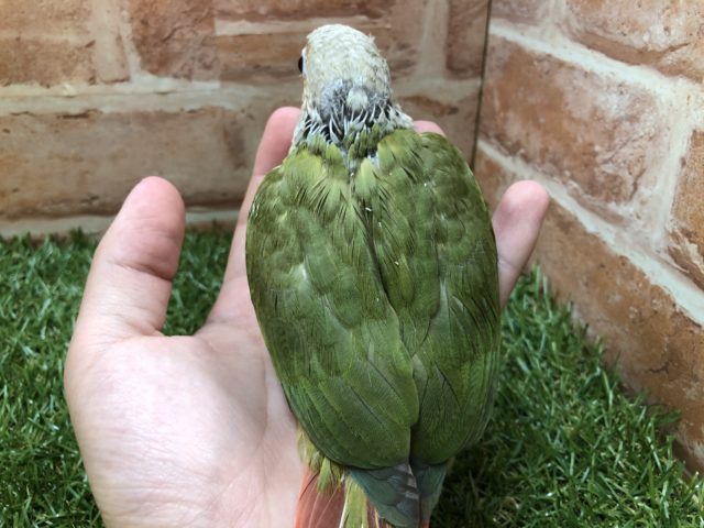 ホオミドリウロコインコ