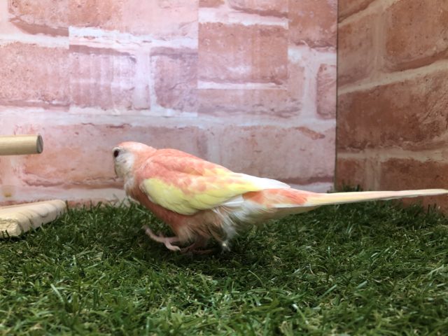 アキクサインコ（秋草インコ）
