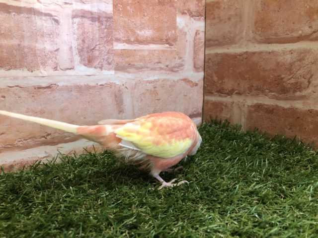 アキクサインコ（秋草インコ）