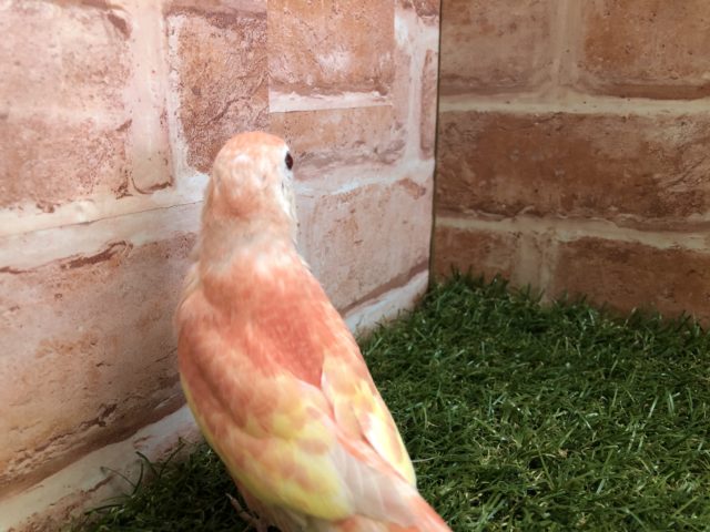 アキクサインコ（秋草インコ）