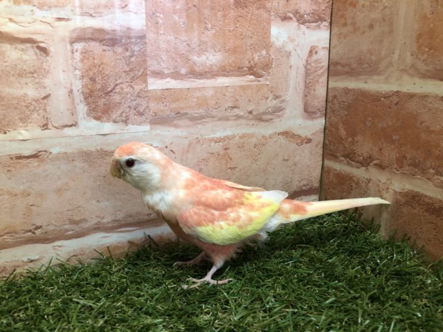 アキクサインコ（秋草インコ）