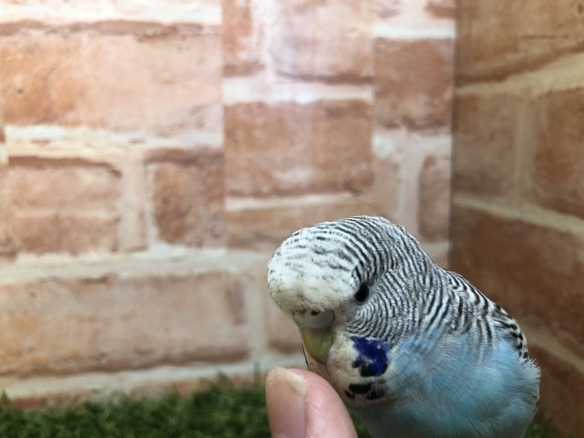 ジャンボセキセイインコ