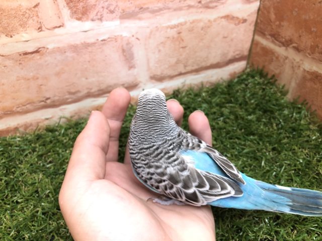 ジャンボセキセイインコ