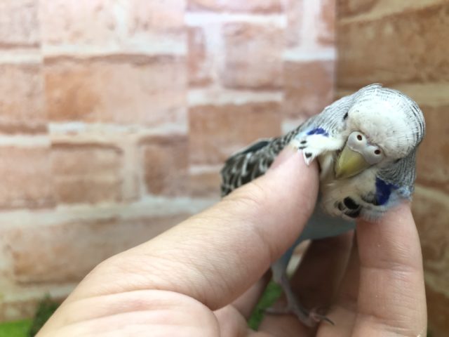 ジャンボセキセイインコ