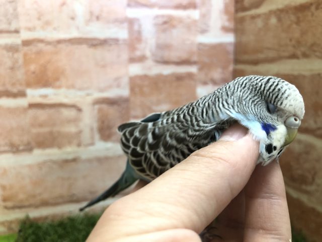 ジャンボセキセイインコ