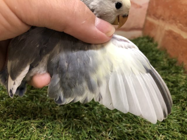 コザクラインコ（小桜インコ）